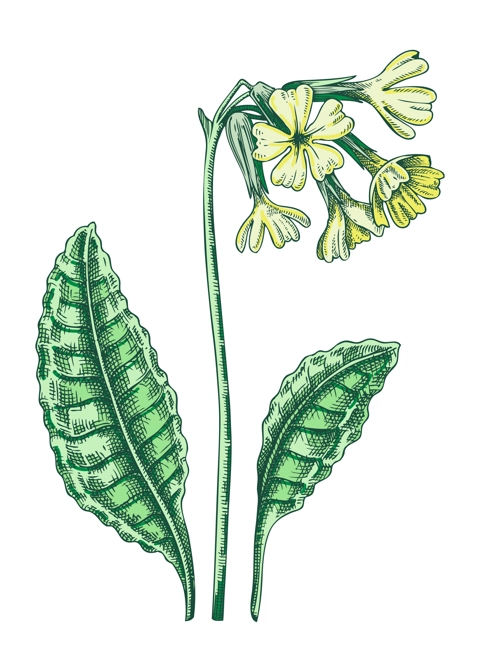 Oxlip flower sketch in color. Primula floral drawing. Hand drawn vector illustration. Spring woodland plant, wildflower.